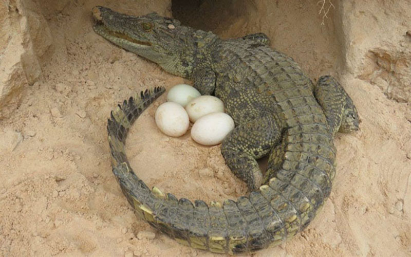 Chiêm bao thấy cá sấu đẻ trứng