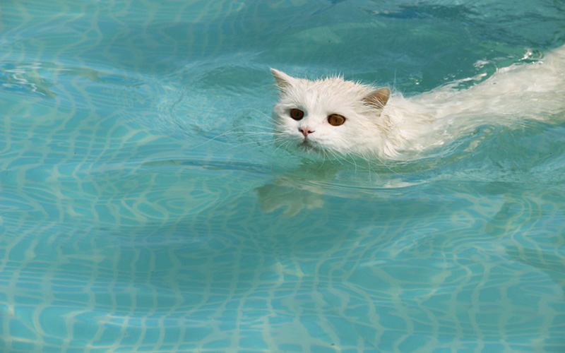 Chiêm bao thấy mèo bơi dưới nước