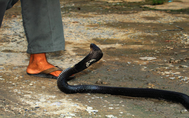 Mơ thấy rắn cắn chân là điềm báo lành hay dữ?