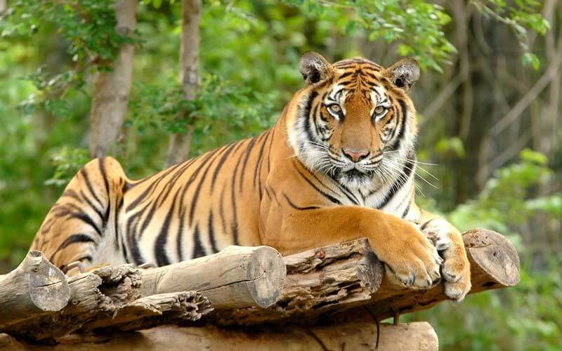 Mơ thấy con hổ có ý nghĩa gì