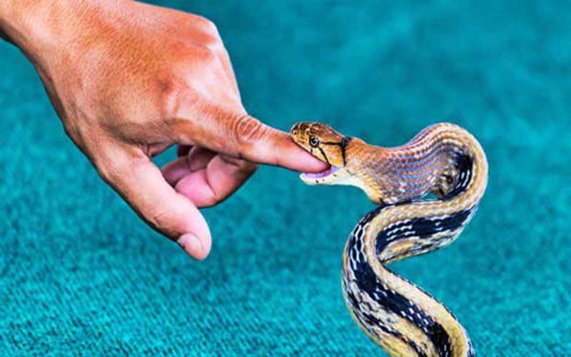 Mơ thấy rắn cắn vào ngón tay