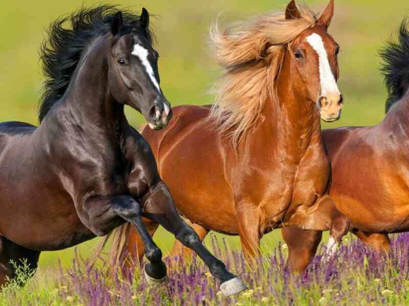 Mơ thấy ngựa có ý nghĩa gì