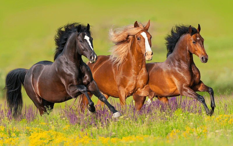 Mơ thấy ngựa chạy