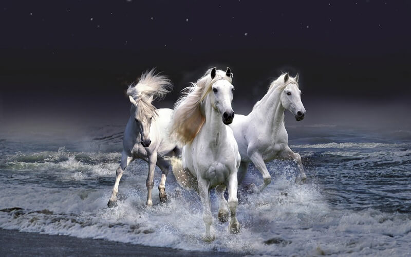 Nằm mơ thấy ngựa trắng
