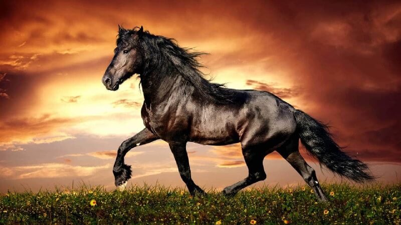 Mơ thấy ngựa đánh con gì