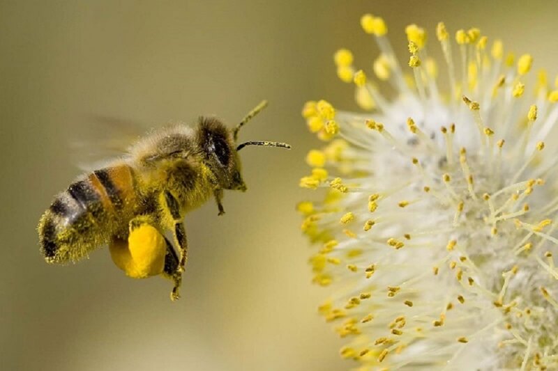 Mơ thấy ong đang bay trên hoa