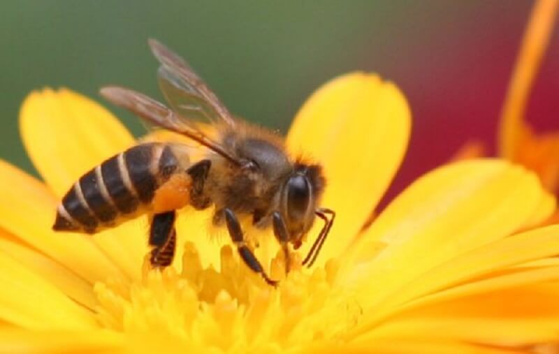 Chiêm bao thấy ong làm tổ trong nhà