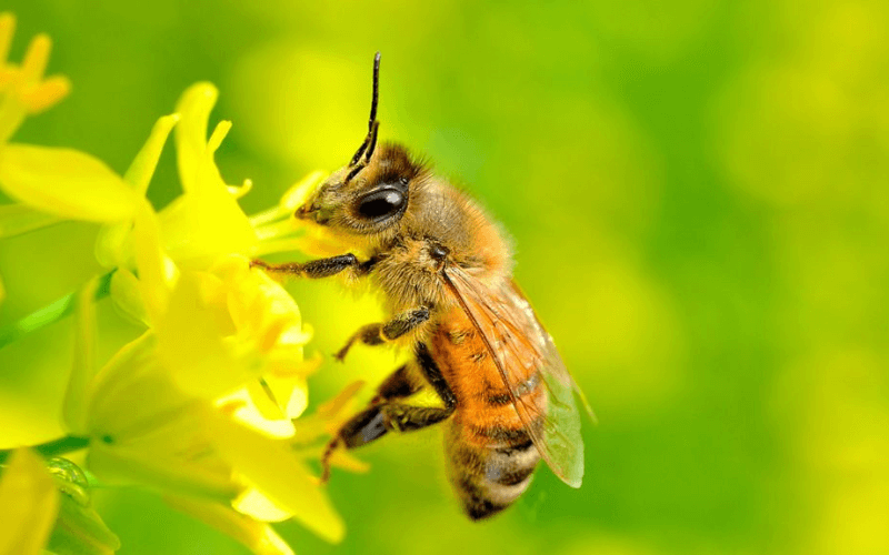 Mơ thấy ong đang hút mật