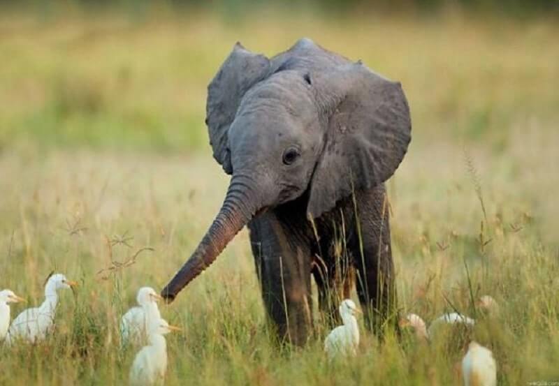 Chiêm bao thấy voi trong rừng